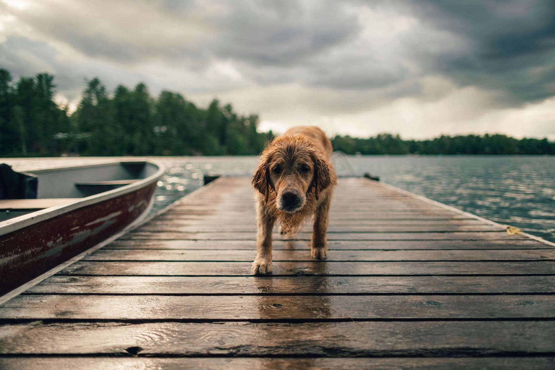 A dog at the end of a wooden dock at dusk