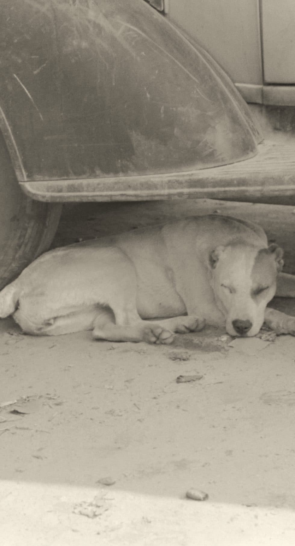 Archival photograph of a dog resting in the shade beneath a parked car