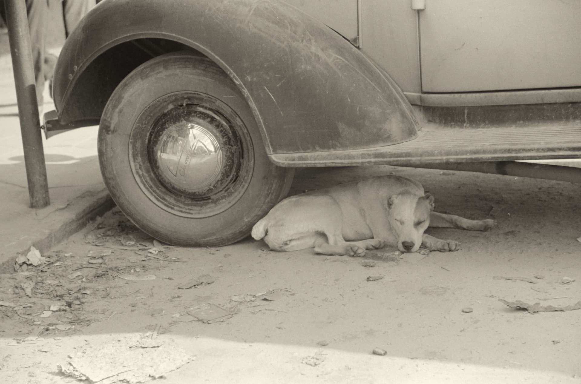Archival photograph of a dog resting in the shade beneath a parked car