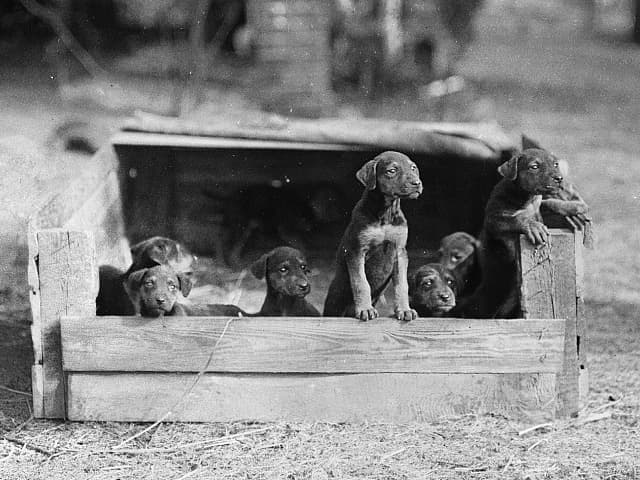 Archival photograph of a litter of puppies looking out over the edge of a wooden crate
