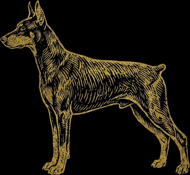 Engraved illustration of a Doberman standing in profile