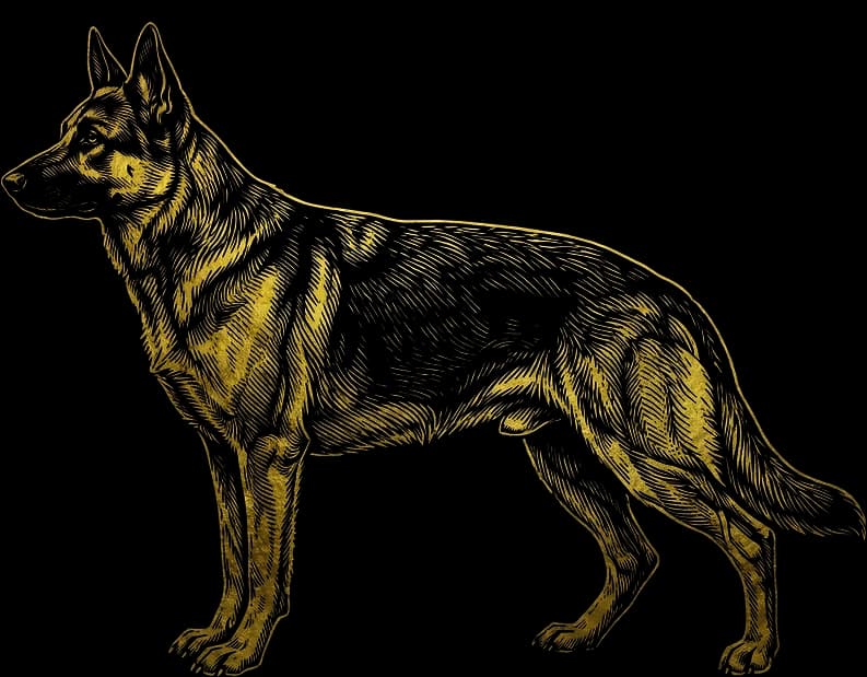Engraved illustration of a German Shepherd standing in profile