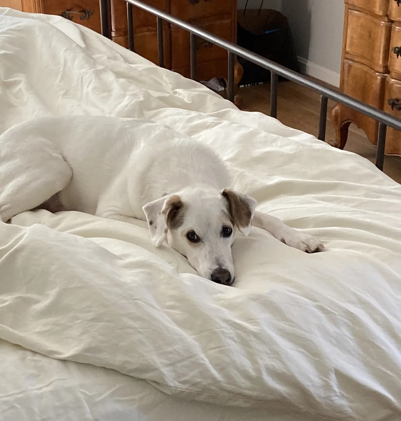 A dog asleep, curled on a made bed
