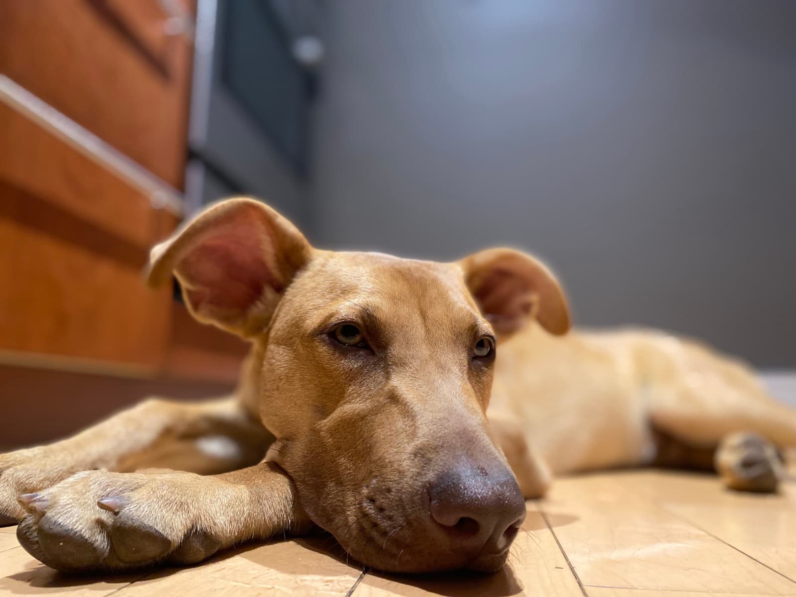 A tan dog lying on a kitchen floor with its chin on its paws
