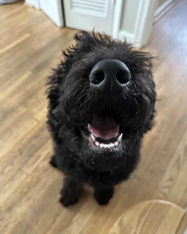 A shaggy black dog grinning nose-first at the camera