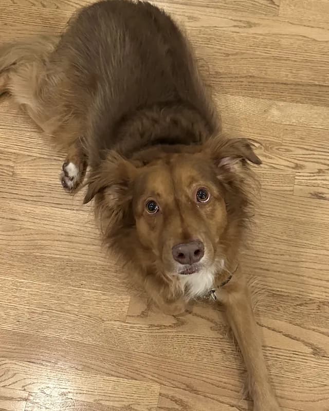 A red collie mix sprawled on an oak floor, looking up