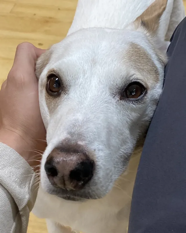 A white dog leaning into a hand scratching its ear