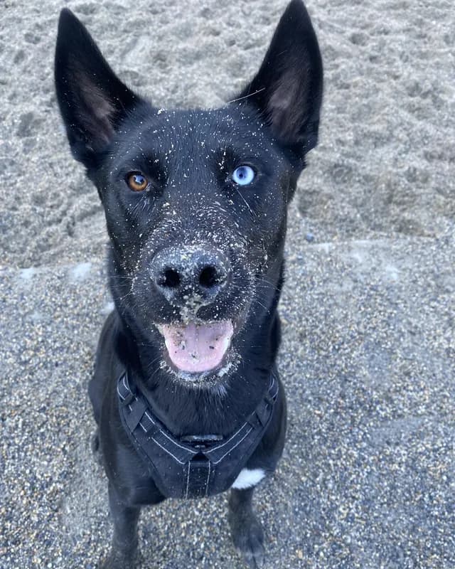 A black shepherd with one blue eye, nose dusted with sand