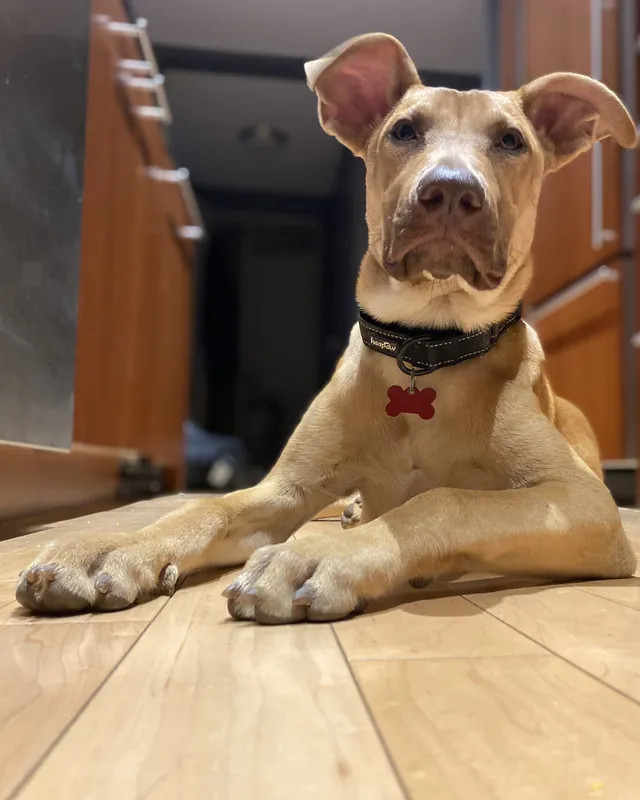 A tan big-eared puppy lying on a kitchen floor