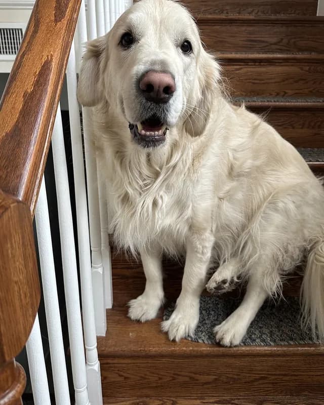 A cream golden retriever sitting on a staircase