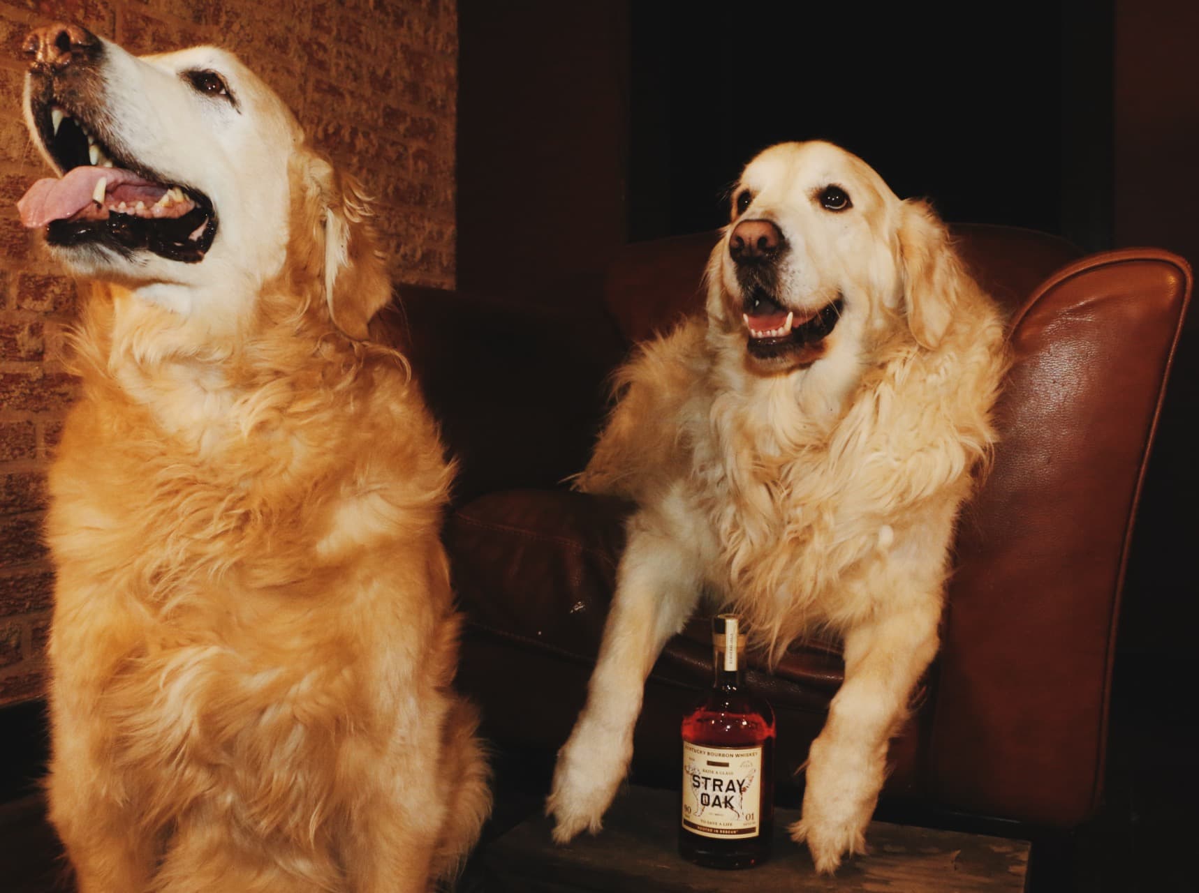 Two golden retrievers with a bottle of Stray Oak bourbon