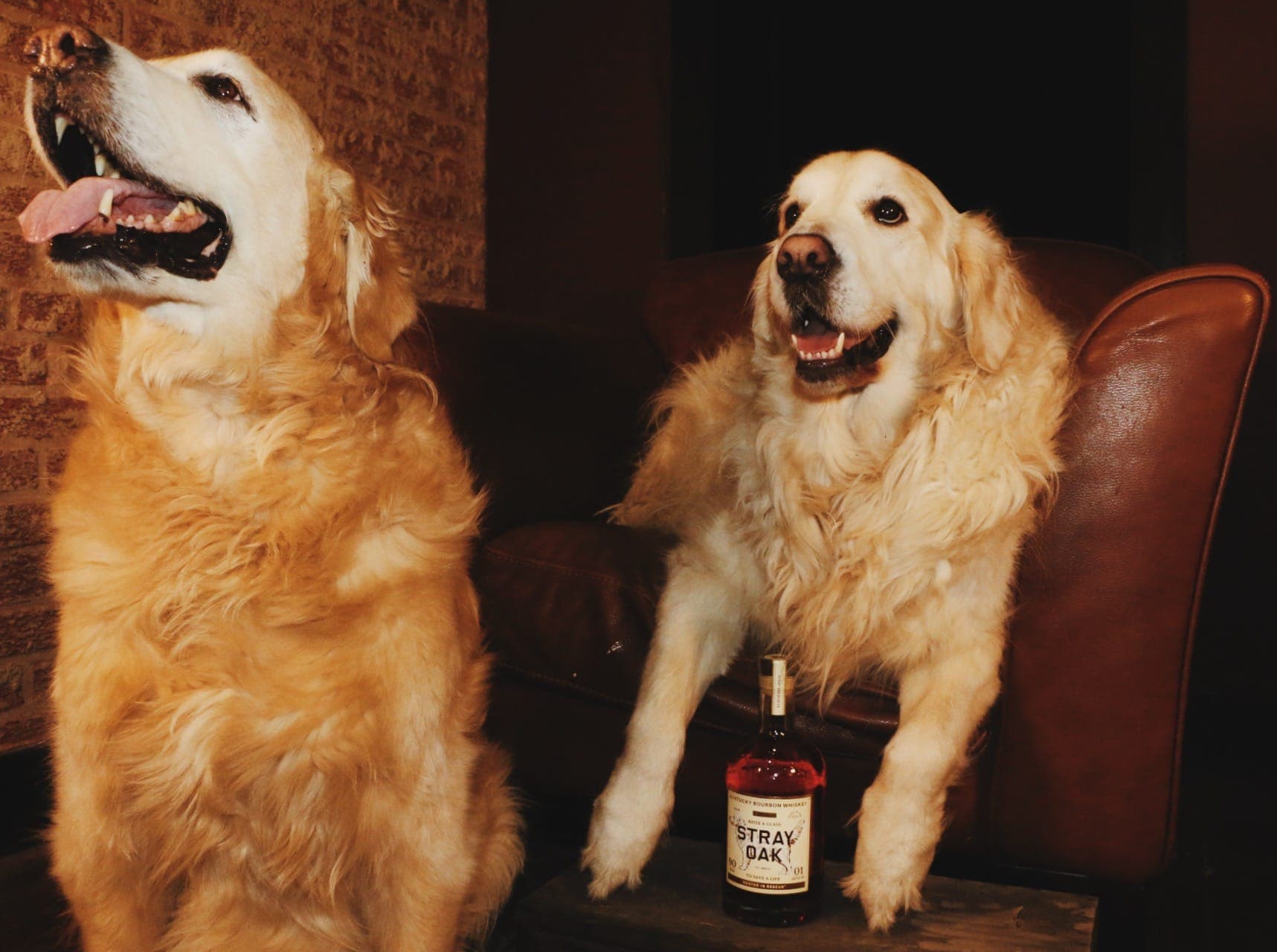 Two golden retrievers with a bottle of Stray Oak bourbon