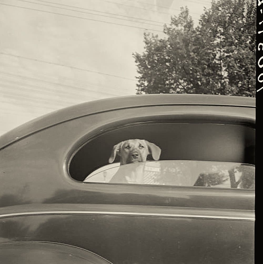 Archival photograph of a dog looking out of the open window of a parked car