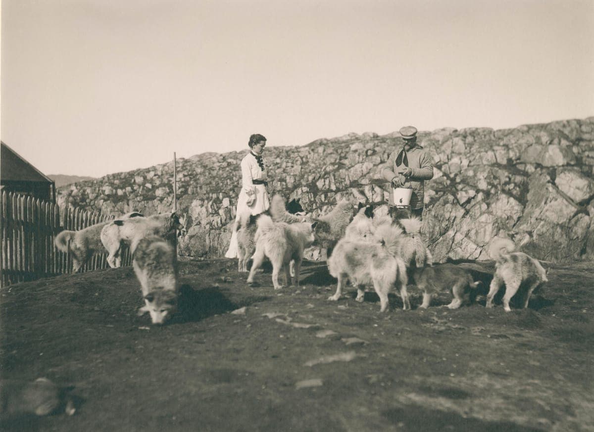 Vintage photograph of a pack of dogs being cared for