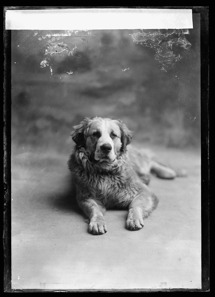 Vintage portrait of Whiskey, the golden retriever shop dog