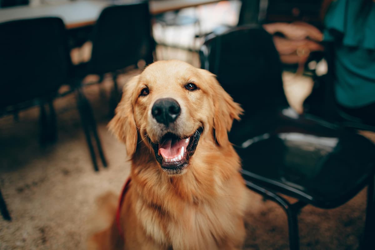 Whiskey the golden retriever in a D.C. liquor store