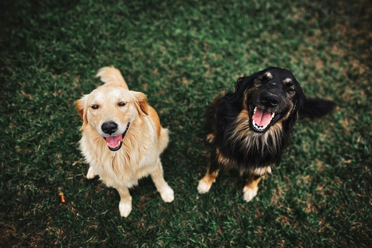 Two rescue dogs looking up