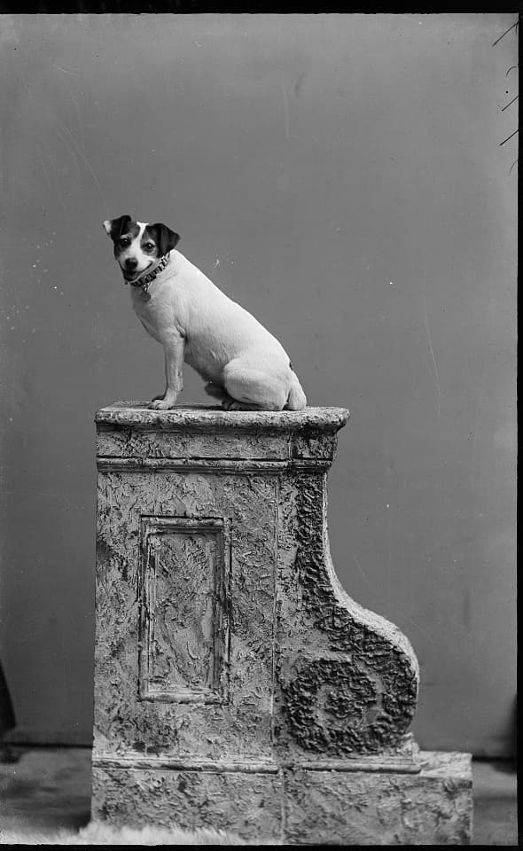Archival studio photograph of a small terrier sitting upright on a stone pedestal