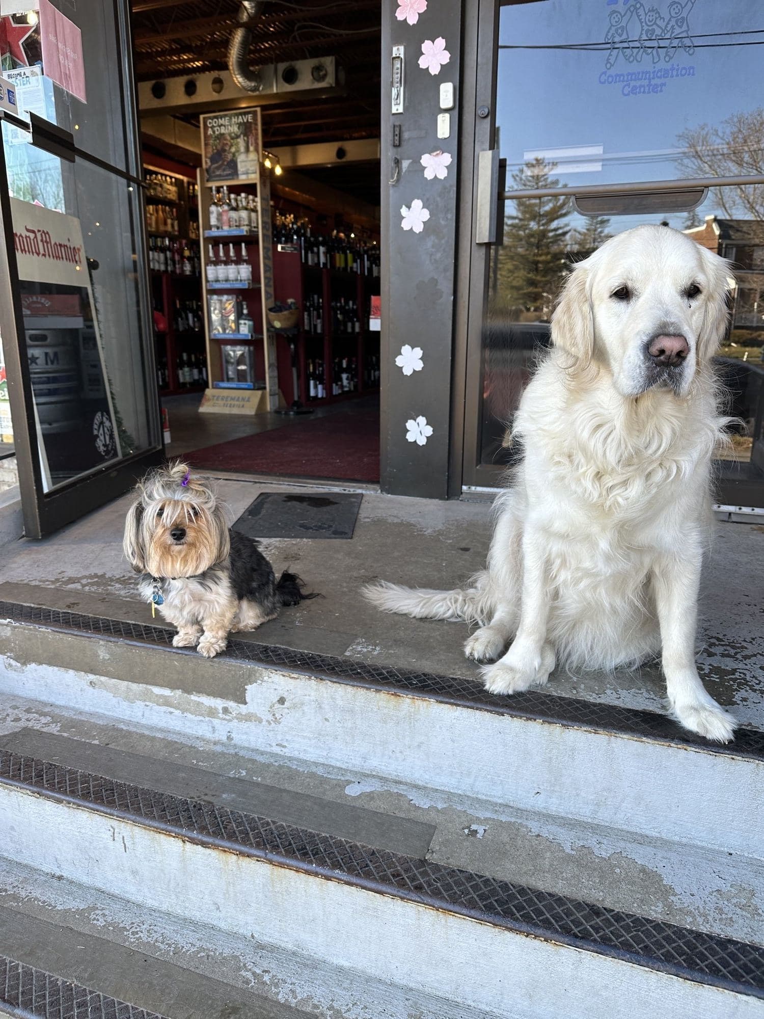 Whiskey, a cream golden retriever, sitting in the open doorway of a Washington, D.C. liquor store beside a small terrier