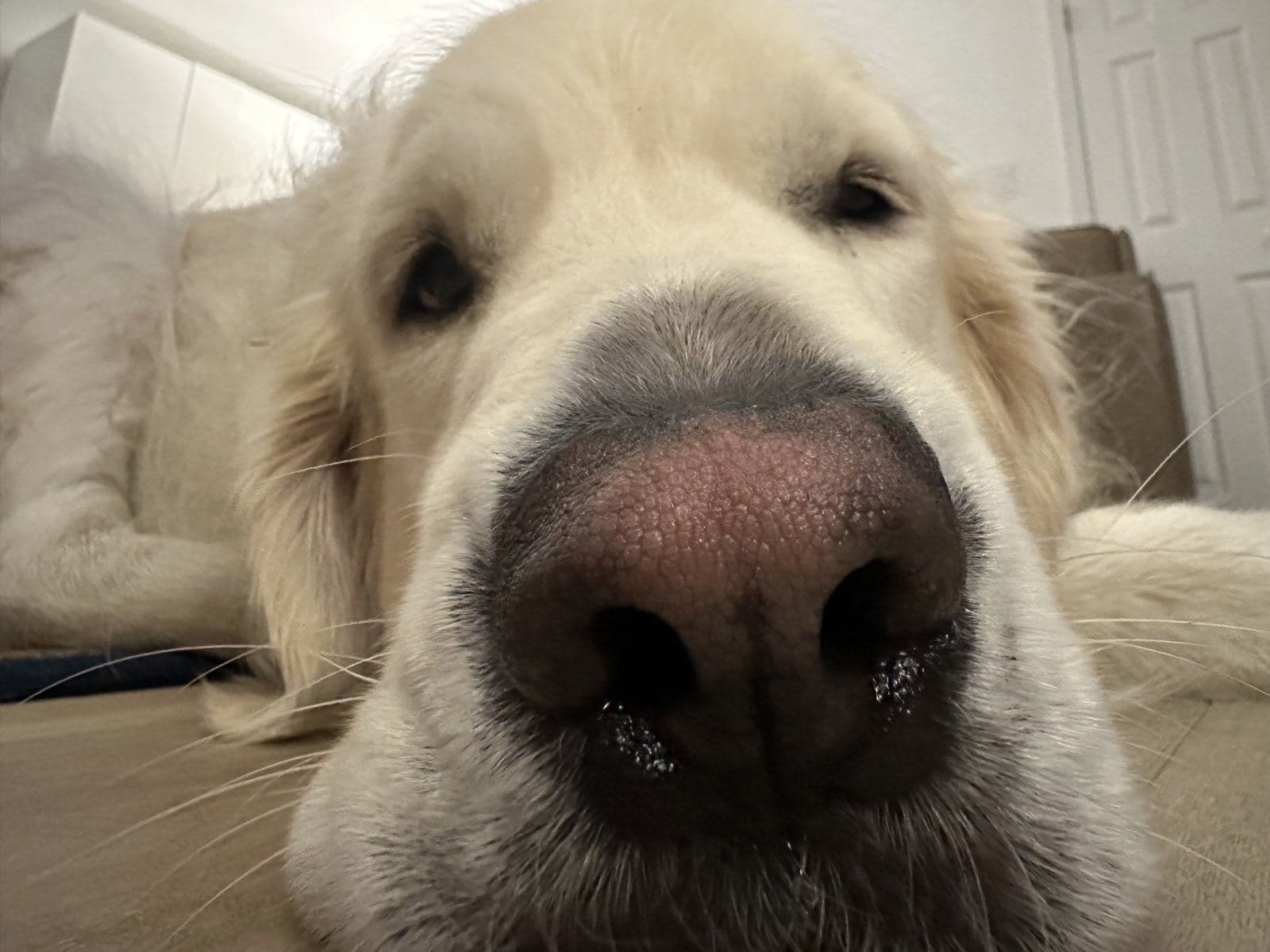 Close-up of Whiskey resting his head near the camera
