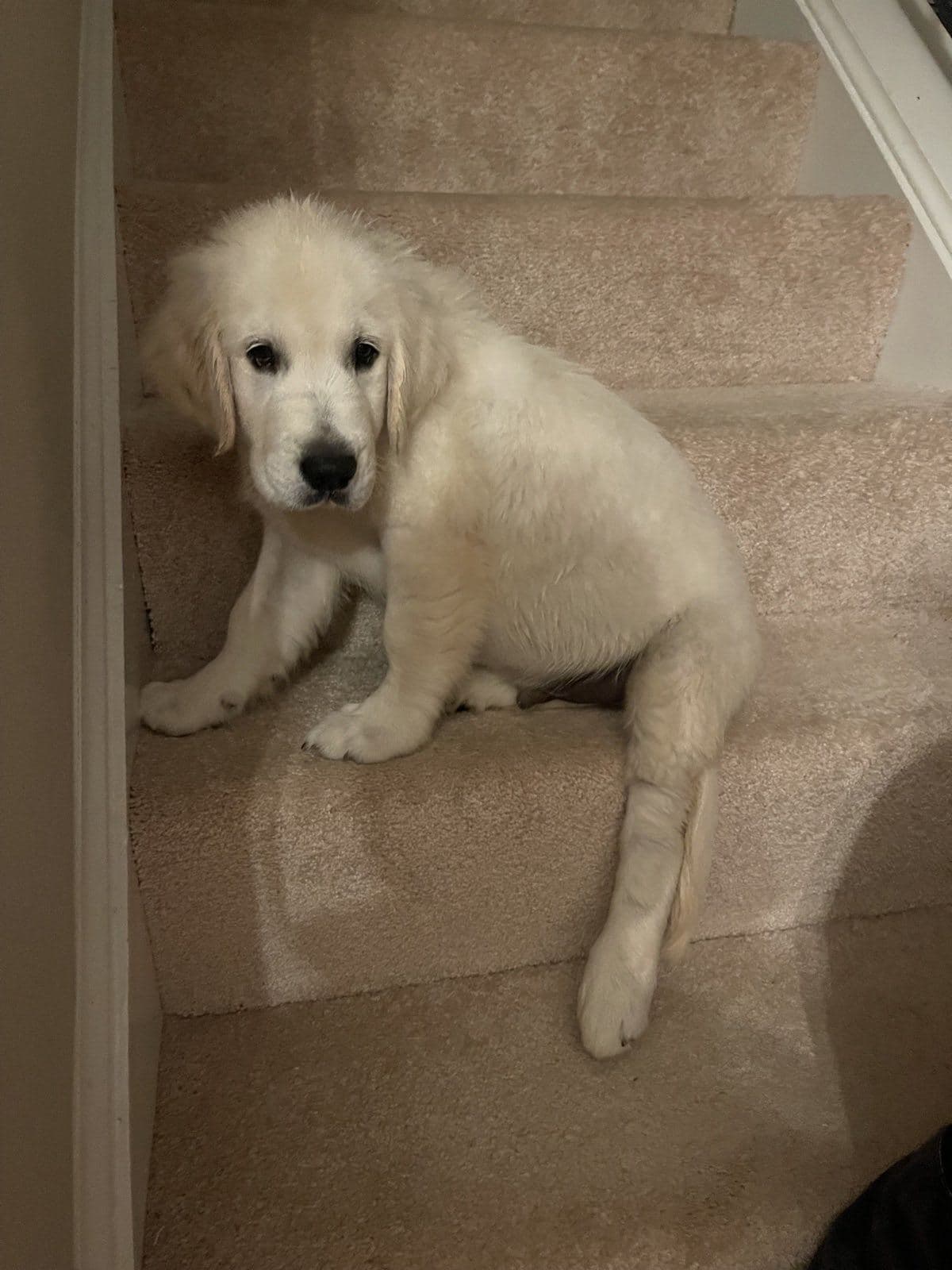 Whiskey as a puppy, sitting on a carpeted staircase